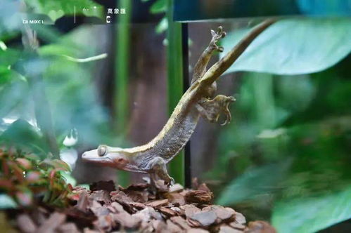 寧波市中心空降熱帶雨林 5000份水母、6000株植物與遠古生物共舞
